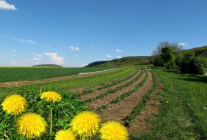 Früchteziehen beim Nießbrauch